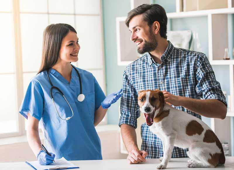 veterinarian dog