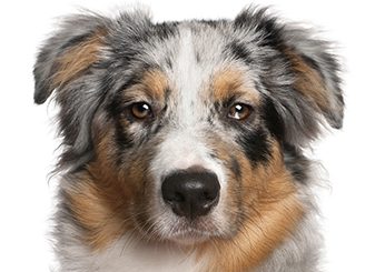 Canadian Kennel Club announces country 