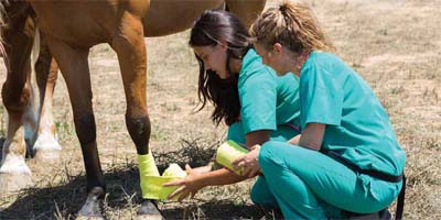 Wounds, dressings, and the veterinarian’s role in care