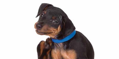 Allergic, parasitic, and viral skin disease treatment toolkit