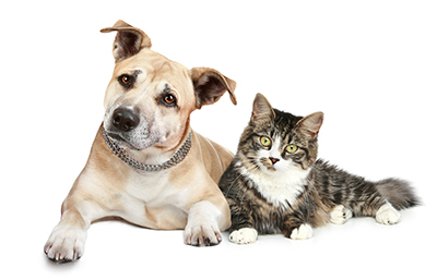 Report Naphia Finds Pet Insurance Continues To Rise