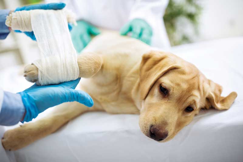 Tramadol use in puppies