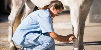 First aid for equine fractures in the field
