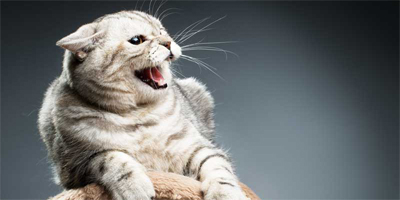 How ‘brain candy’ helps pets