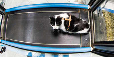 Rehab medicine gets pets back on track