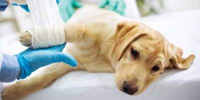 effective analgesic for dogs and cats 