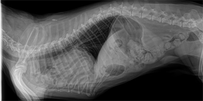 Why is this Pekingese vomiting?