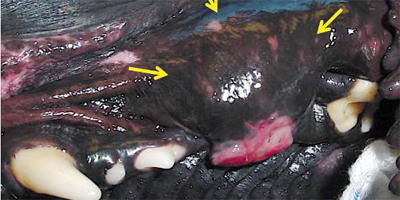 Why an oral tumor diagnosis isn't always straightforward