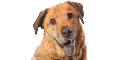 Caring for the geriatric pet