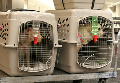 petsafe travel airlines