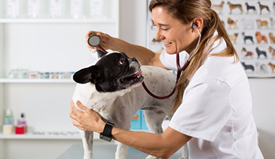 Report: 4 factors transforming veterinary industry