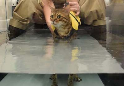 Purdue vets perform total hip replacement on Bengal cat