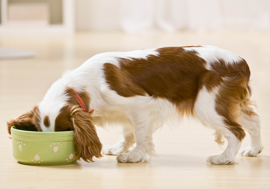 dilated cardiomyopathy in dogs diet