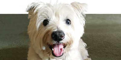 Supporting the aging pet
