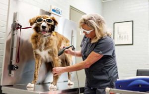 Uses, evidence, and safety of laser therapy