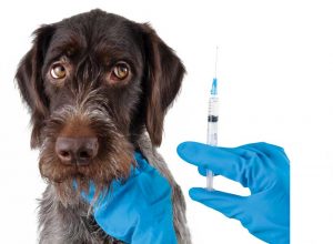 pet vaccination