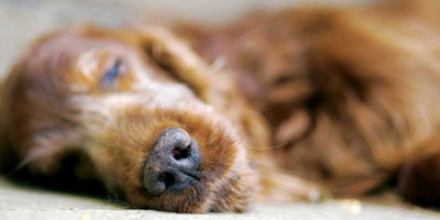 Rethinking euthanasia