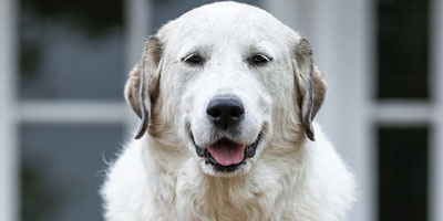 Increasing geriatric pet visits