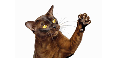 Claw counseling