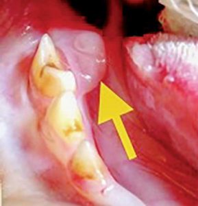 sublingual caruncle dog