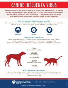 How infographics boost veterinary practices’ public relations and ...