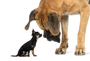 why large dogs are better than small dogs