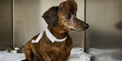 OVC veterinarian removes tumor, replaces dog’s skull using 3D printing