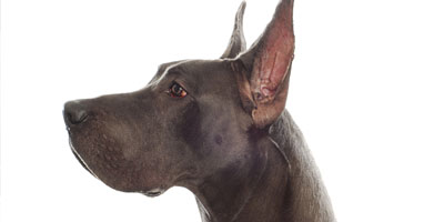Nova Scotia outlaws cosmetic surgery on animals unless medically imperative