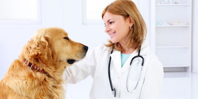 BabelBark, Fear Free partner for pets, owners, veterinarians