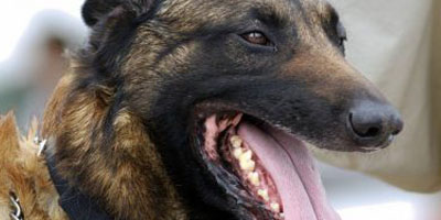 California to test pilot program for injured police dogs