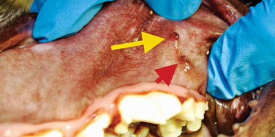 Understanding the anatomy of canine and feline salivary glands