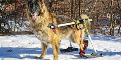 Assistive devices give pets with disabilities a new “leash” on life