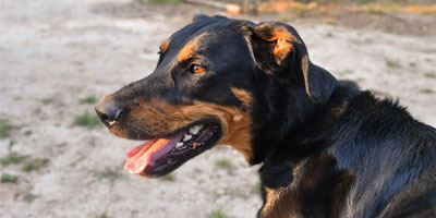 Royal Canin marks a milestone