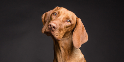 New development in Valley fever vaccine for companion animals