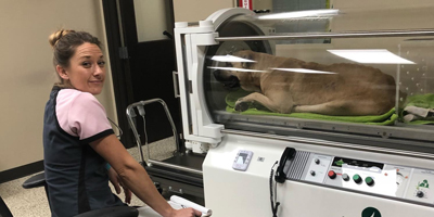 Hyperbaric oxygen chamber helps pets suffering from smoke inhalation