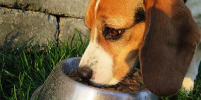 Animal food companies convicted for selling adulterated, misbranded pet food ingredients