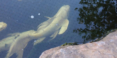 UC Davis vets remove life-threatening tumor from koi fish