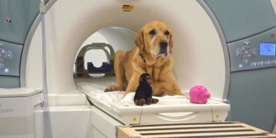 Researchers explore how dogs process words