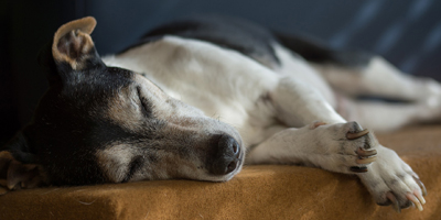 Petcurean donates pet food to rescue shelters affected by Hurricane Michael