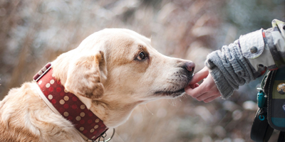 Trupanion hits half million pet milestone