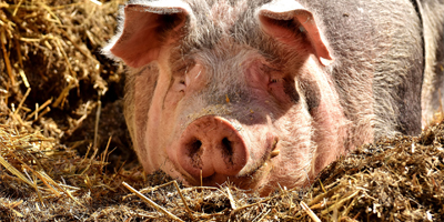 Study proves gene editing in pigs can prevent virus infection