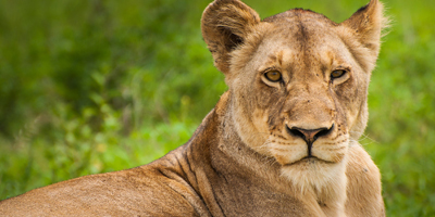 Veterinarian guilty of illegally declawing lions at zoo