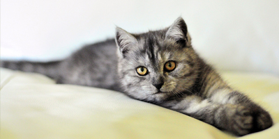Top 10 reasons why pets see a veterinarian