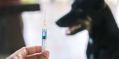 New Jersey hospital warns pet owners following Leptospirosis outbreak