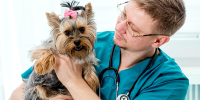 World Veterinary Association awards open to AVMA members