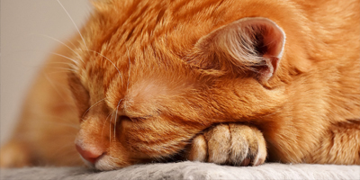 AVMA to change euthanasia guidelines