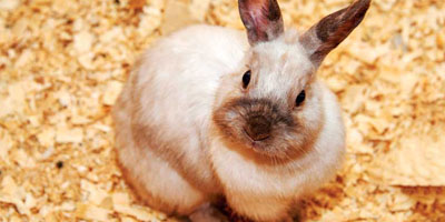 rabbit specialist vet