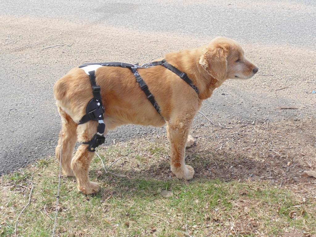 Conservative treatment options for partial and complete CCL tears in dogs