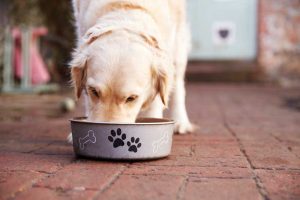 high protein diet for pets with cancer