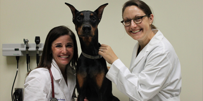 Revisiting Veterinary Practice News’ top 10 features and stories of 2018